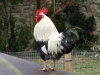 Rooster