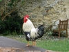 Rooster